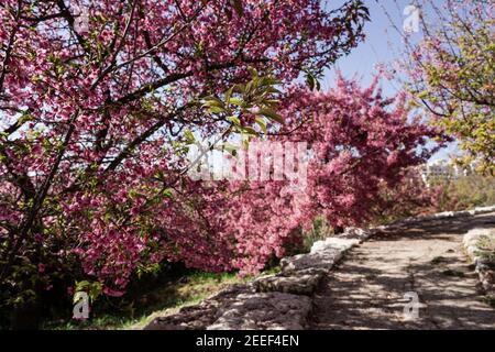 Jérusalem, Israël. 16 février 2021. Les cerisiers en fleurs japonais Sakura, de l'espèce Prunus campanulata, fleurissent dans les jardins botaniques de l'Université hébraïque, coïncidant avec la réouverture après verrouillage. Crédit : NIR Amon/Alamy Live News Banque D'Images
