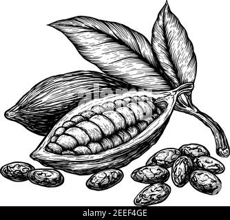 Feuilles de cacao et fruits de fèves de cacao. Illustration vectorielle dessinée à la main sur fond blanc. Style de dessin de gravure. Illustration de Vecteur