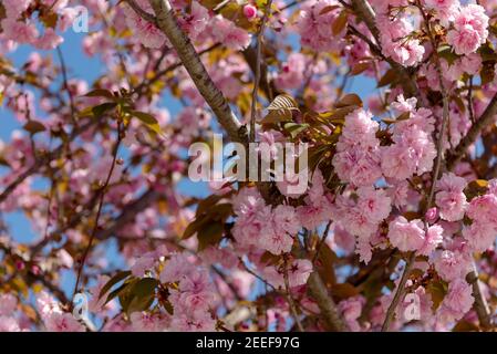 Cerisier d'ornement japonais rose (Prunus Serrulata) Fleurir dans le ciel bleu de Springtime Banque D'Images