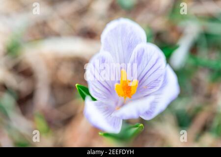 Fleur fraîche de crocus sauvage au printemps. Fleurs de saison. Fleur de printemps. Fleur de Pâques. Banque D'Images