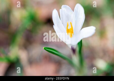 Fleur fraîche de crocus sauvage au printemps. Fleurs de saison. Fleur de printemps. Fleur de Pâques. Banque D'Images