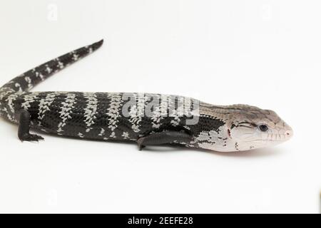 Lizard de scinque géante à ton bleu ou Tiliqua gigas isolé sur blanc arrière-plan Banque D'Images