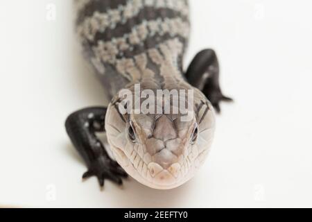 Lizard de scinque géante à ton bleu ou Tiliqua gigas isolé sur blanc arrière-plan Banque D'Images