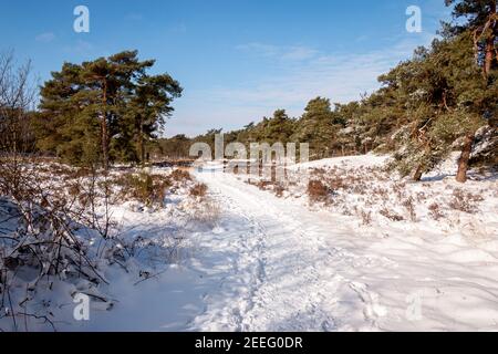 Scène d'hiver dans les bois près du village d'Oud avereest, les arbres et le sol couverts d'une épaisse couche de neige, les pays-Bas Banque D'Images