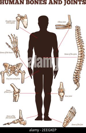 Affiche anatomique médicale vectorielle des os et des articulations humains avec parties du corps squelettique icônes de la colonne vertébrale, de l'épaule et du scapula ou du coude, du bras et de la main poignet avec f Illustration de Vecteur