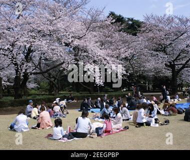 Le Japon, Honshu, Tokyo, shinjuku, Shinjuku Goen Jardin National, les gens faisaient la fête en vertu de Cerisiers Banque D'Images