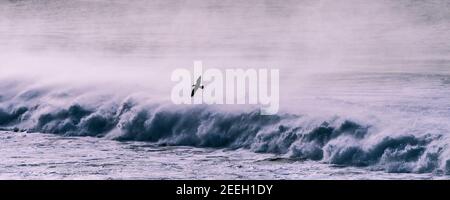 Une image panoramique d'un mouette volant par pulvérisation soufflait d'une vague par un fort vent au large de la baie de Fistral à Newquay, dans les Cornouailles. Banque D'Images