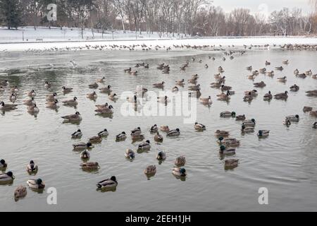 Canards colverts et goélands de mer sur le lac partiellement gelé à Kissena Park, Flushing, Queens, New York. Banque D'Images