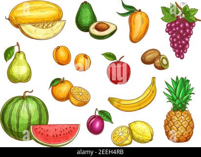 Fruits exotiques icônes isolées ensemble de melon, avocat ou tropical mangue et raisin, kiwi ou abricot et poire. Vectorisation de fruits entiers et en tranches de l'APP Illustration de Vecteur