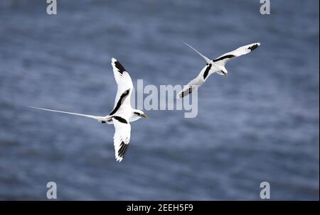 Oiseau tropique à queue blanche (Phaethon lepturus) volant sur la côte sud de la Réunion Banque D'Images