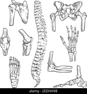 Icônes d'esquisse des articulations humaines et des parties du corps osseuses. Ensemble vectoriel isolé de colonne vertébrale pelvienne, omoplate ou coude, jambe genou et pied cheville, bras et main Illustration de Vecteur