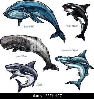 Baleines et requins icônes ensemble de bleu et orque ou orque, requin-marteau et cachalot. Esquisse isolée de la prédatrice géante de l'océan Illustration de Vecteur
