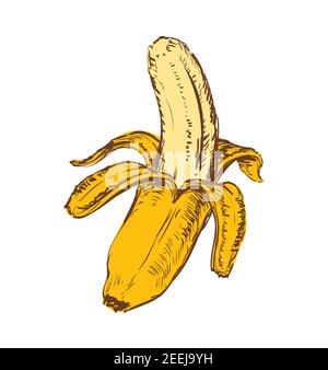 Banane isolé dessin à la main Illustration Banana isolé dessin à la main Illustration vectorielle Illustration de Vecteur
