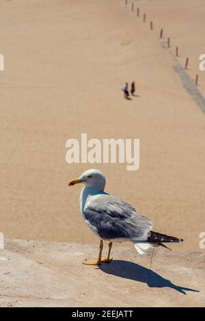 Mouette look vertical photo d'un Glaris perché haut contre Le sable s'est ennuyé avec les enfants jouant sur la plage à Arrière-plan Banque D'Images
