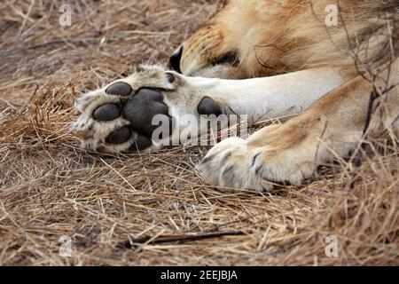 Coussins sur patte de lion mâle (Panthera leo) . Banque D'Images