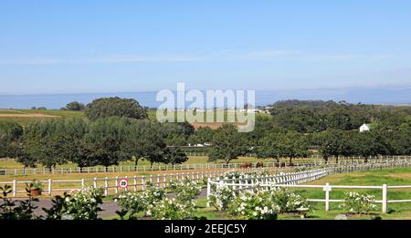 Avontuur Wine and Thoroughbred Estate est situé entre Stellenbosch et Somerset West dans la province du Cap occidental en Afrique du Sud. Banque D'Images