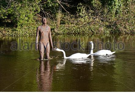 Édimbourg, Écosse, Royaume-Uni. 16 février 2021. La neige fond sur une eau à écoulement rapide de Leith avec de nombreux déversoirs et cascades débordant d'eau blanche turbulente et la passerelle infranchissable dans les endroits nécessitant un détour. Une paire de Cygnes muets enquêtent sur la statue d'Antony Gormley au Weir de Bell. Crédit : Craig Brown/Alay Live News Banque D'Images