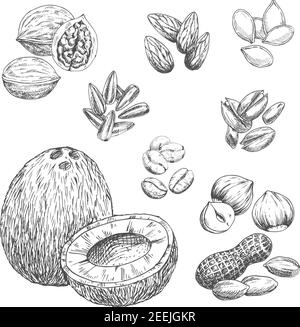 Les noix esquissés des icônes de noix de coco, de grains de café et de noix de cajou ou d'arachide. Graines de noyer ou de noisette isolées par vecteur, graines de tournesol et de citrouille, amandes ou pistaches Illustration de Vecteur