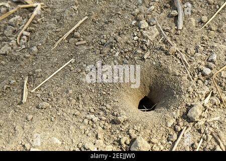 Gros plan de l'entrée du sol fourmis Banque D'Images