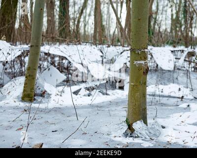 Eaux d'inondation gelées à Ludwigshafen Parkinsel, en Allemagne, pendant les inondations saisonnières de février 2021. Situé sur les rives du Rhin, ce resid Banque D'Images