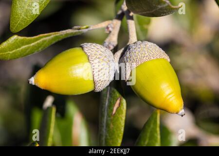 Gros plan de la corne de chêne (Quercus ilex) Banque D'Images