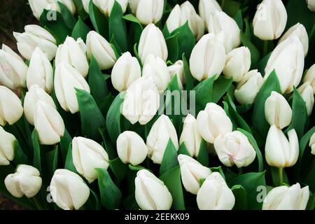 Champ de tulipes fraîches et lumineuses. Festival de printemps des fleurs. Bourgeons colorés sur le lit de fleurs dans le parc de la ville. Banque D'Images