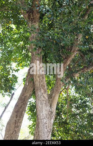 Syzygium cumini - arbre de prune Java. Banque D'Images