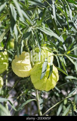 Asclepias physocarpa - milkweed 'bijoux de famille'. Banque D'Images