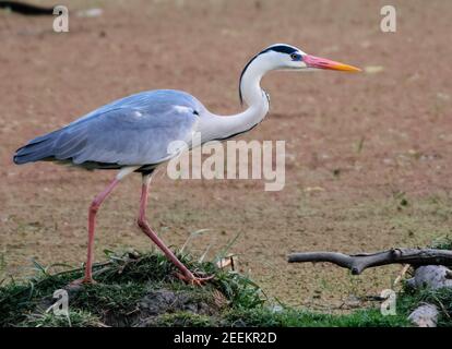 Le héron violet ou Ardea purpurea, à la recherche de poissons dans Bharatpur Bird Sanctuary India Banque D'Images