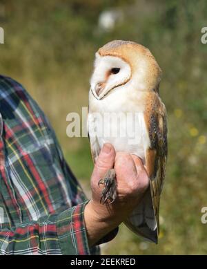 La grange Owl est encerclée à Kilnsea à l'observatoire d'oiseaux de l'Epoun Banque D'Images