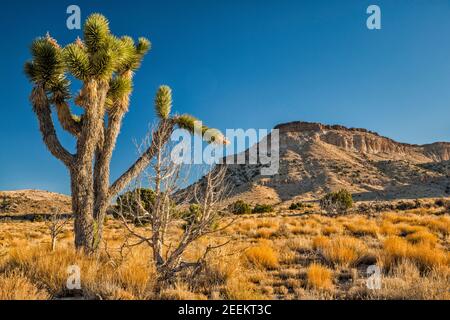 Joshua Tree, Pinto Mountain, vue depuis Cedar Canyon Road, réserve nationale de Mojave, Californie, États-Unis Banque D'Images