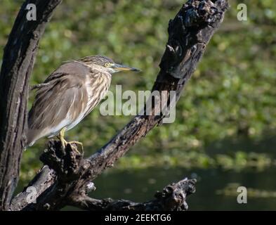 Le héron de l'étang indien ou paddybird ou Ardeola grayii regardant pour les poissons assis sur une branche d'arbre Banque D'Images