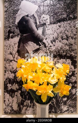 Jonquilles jaunes fraîches debout devant une photographie historique montrant une femelle portant un capot blanc qui cueît des jonquilles de une pépinière commerciale Banque D'Images