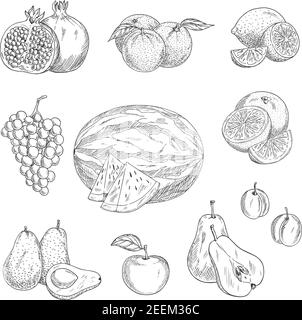 Icônes d'esquisse de fruits. Ensemble vectoriel isolé de pomme, grenat ou grenade et poire, orange ou citron vert et raisin, pastèque et tropical exotique avo Illustration de Vecteur