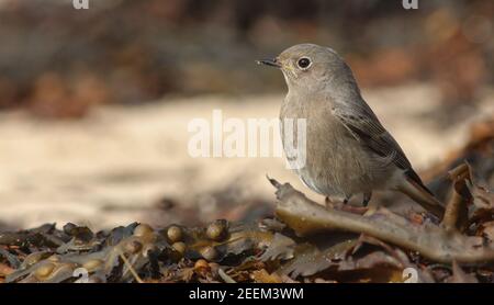 Une femelle Black Redstart se nourrissant d'insectes sur une plage de Tresco, les îles de Scilly par une journée ensoleillée d'automnes Banque D'Images