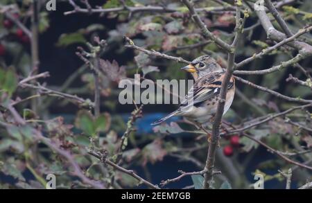 Un Brambling, un petit finch qui a éclos en Scandinavie et qui a survolé la mer du Nord pour un hivernage plus sûr, se nourrissant dans un jardin de Kilnsea Banque D'Images