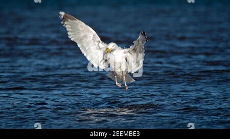 Portobello, Édimbourg, Écosse, météo britannique. 16 février 2021. Les mouettes profitent de la température plus douce de 10 degrés centigrades sur terre et ont un plongeon dans le Firth of Forth. Photo : goélands avec mouvement dans leurs ailes quand ils entraient ou quittaient la mer. Banque D'Images