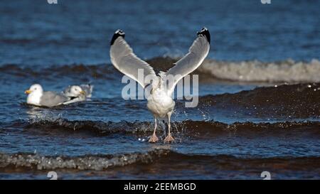 Portobello, Édimbourg, Écosse, météo britannique. 16 février 2021. Les mouettes profitent de la température plus douce de 10 degrés centigrades sur terre et ont un plongeon dans le Firth of Forth. Photo : goélands avec mouvement dans leurs ailes quand ils entraient ou quittaient la mer. Banque D'Images