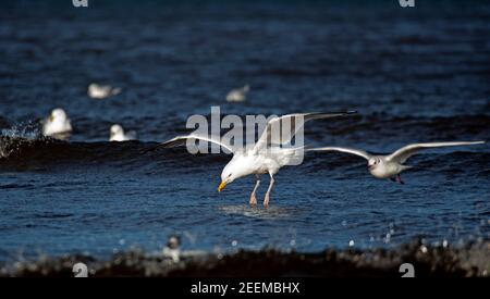 Portobello, Édimbourg, Écosse, météo britannique. 16 février 2021. Les mouettes profitent de la température plus douce de 10 degrés centigrades sur terre et ont un plongeon dans le Firth of Forth. Photo : goélands avec mouvement dans leurs ailes quand ils entraient ou quittaient la mer. Banque D'Images