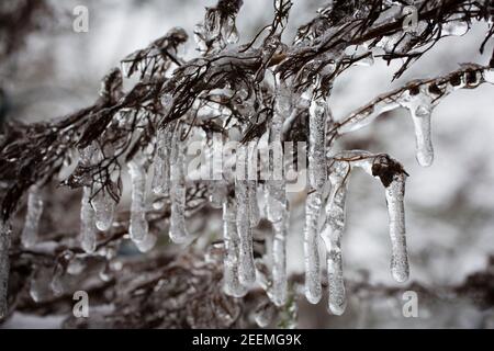 les plantes sur un balcon sont couvertes de glace, de pluie verglaçante, d'hiver. Pflanzen auf einem Balkon sind mit EIS ueberzogen, Eisregen, hiver. Banque D'Images