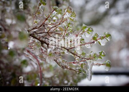 les plantes sur un balcon sont couvertes de glace, de pluie verglaçante, d'hiver. Pflanzen auf einem Balkon sind mit EIS ueberzogen, Eisregen, hiver. Banque D'Images