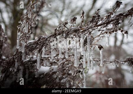 les plantes sur un balcon sont couvertes de glace, de pluie verglaçante, d'hiver. Pflanzen auf einem Balkon sind mit EIS ueberzogen, Eisregen, hiver. Banque D'Images