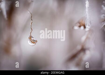 les plantes sur un balcon sont couvertes de glace, de pluie verglaçante, d'hiver. Pflanzen auf einem Balkon sind mit EIS ueberzogen, Eisregen, hiver. Banque D'Images