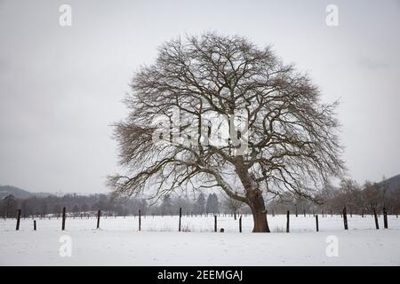 La Ruhr prés près de Wetter, chêne, hiver, neige, région de la Ruhr, Rhénanie-du-Nord-Westphalie, Allemagne. Die Ruhrauen BEI Wetter, Eiche, hiver, Schne Banque D'Images