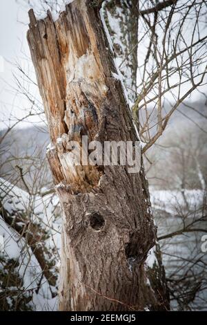 La rivière Ruhr prés près de Wetter, tronc cassé d'un saule, hiver, neige, région de la Ruhr, Rhénanie-du-Nord-Westphalie, Allemagne. Die Ruhrauen BEI Wetter, abge Banque D'Images