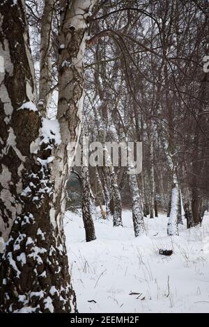 La Ruhr prés près de Wetter, les bouleaux, hiver, neige, région de la Ruhr, Rhénanie-du-Nord-Westphalie, Allemagne. Die Ruhrauen BEI Wetter, Birken, hiver, S Banque D'Images