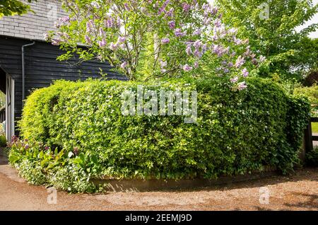 Une haie mixte avec des arbustes parfumés et un lilas (Syringa vulgaris Kaatherine Havemeyer fleurit en mai en anglais jardin dans un village rural Banque D'Images