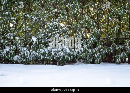 Pelouse enneigée et haie dans l'arrière-cour en hiver, belle nature cosy paysage arrière-plan avec espace de copie Banque D'Images