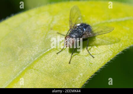 Mouche à bleuet commune (Calliphora vicina) soleil sur une feuille, jardin du Wiltshire, Royaume-Uni, avril. Banque D'Images