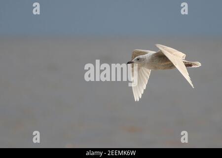 Islande Gull patrouilant sur la plage de Weybourne pour les jeunes morts scellez les carcasses pour les récupérer lors d'une journée hivernale froide Banque D'Images